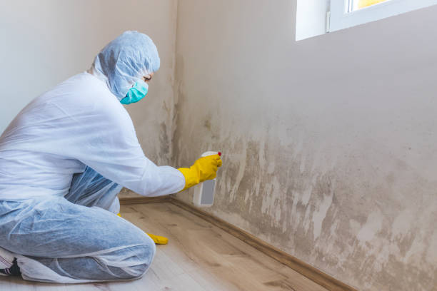 Licensed Mold Inspection service in River Grove, IL - WQB Mold Removal