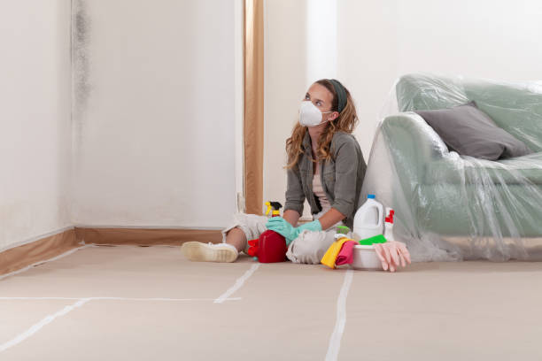 Reliable Mold Inspection contractor in River Grove, IL by WQB Mold Removal